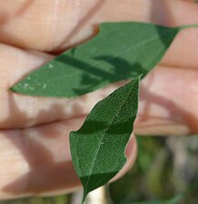 Chenopodium berlandieri Leaf